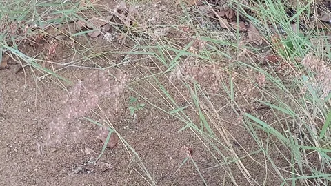 Wild grass landscape in Indonesia 動画素材 342081680