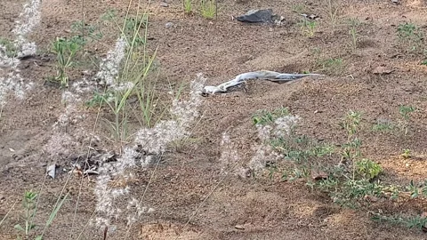 Wild grass landscape in Indonesia 動画素材 342081733