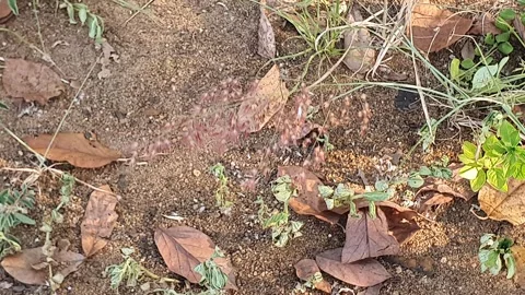 Wild grass landscape in Indonesia 動画素材 342081769