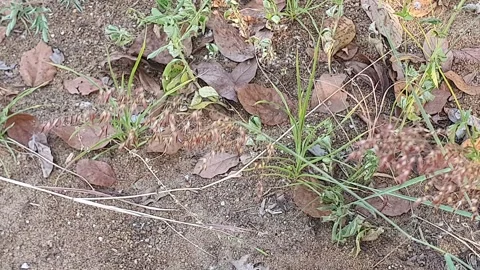 Wild grass landscape in Indonesia 스톡 동영상 342081809