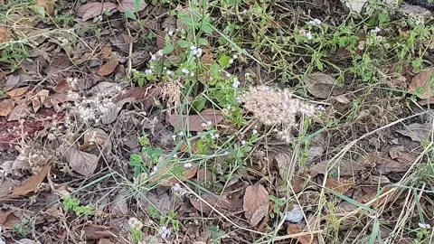 Wild grass landscape in Indonesia 動画素材 342081946