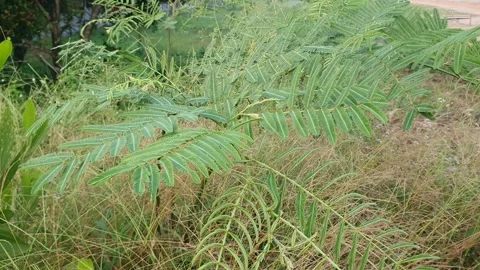 Wild grass landscape in Indonesia 스톡 동영상 342082293