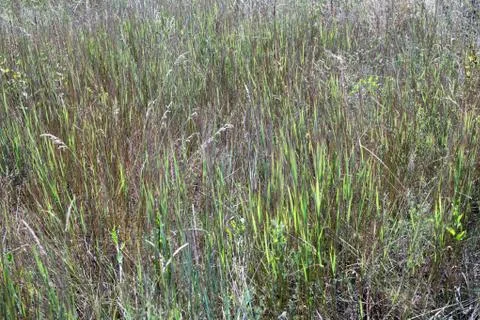 Wild grass on the lawn background texture Foto stock