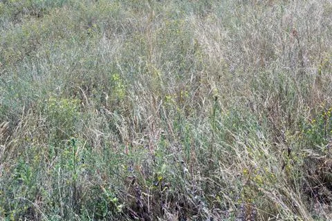 Wild grass on the lawn background texture Stock Photos