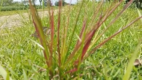 Wild grass with leaves the sharp ones spread in all directions. Video stock 332055901