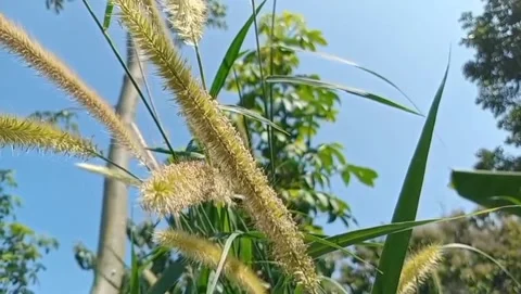 A wild grass with long, fluffy. Stock Footage 332056098