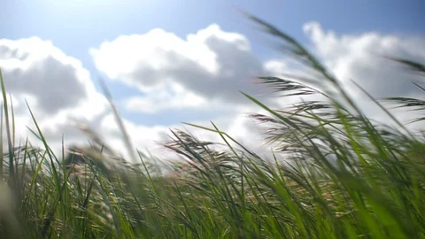 Wild grass meadow blowing in the wind super slow motion Stock-Footage 129429475
