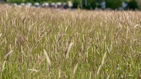 Wild grass meadow landscape in summer Stock-Footage 337303116