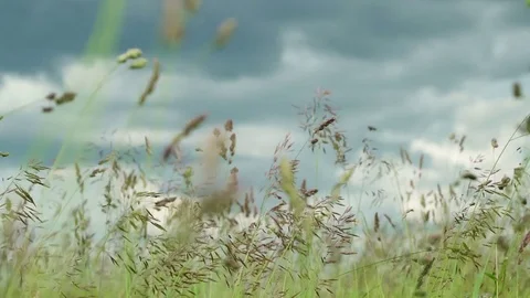 Wild grass on meadow swinging from the wind on background of dark sky and Video stock 84953847