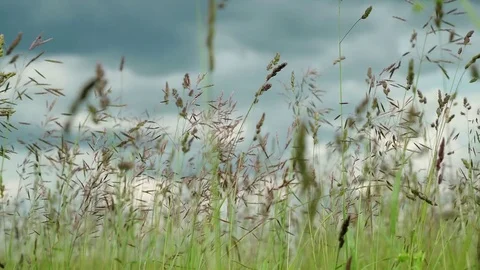 Wild grass on meadow swinging from the wind on background of dark sky and Stock Footage 85288356