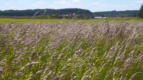 Wild grass meadow in the wind Stock Footage 143395066