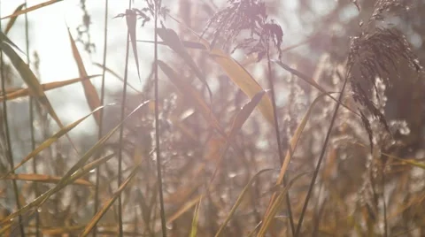 Wild grass. Moderate wind. Stock-Footage 42753704