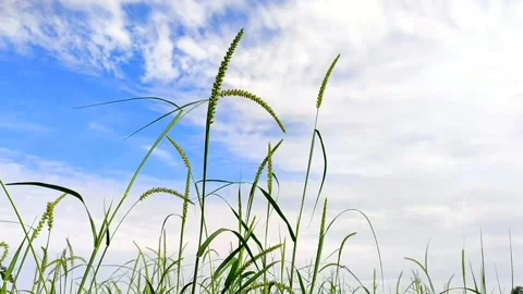 Wild grass moving in air flow, low angel close up, Sandbur grass with cloudy sky Stock Footage 152532825