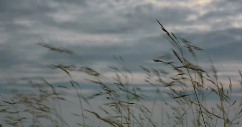 Wild grass moving fast in the wind, pink and blue sky background. Stockbeeldmateriaal 94977221