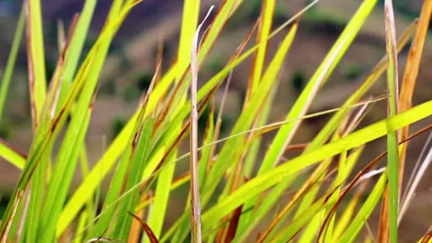 Wild grass moving Stock Footage 325825718