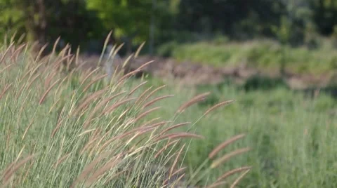 Wild grass moving with the wind Video stock 47792211