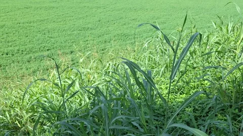 Wild grass moving in the wind with sunny crop fields on the background Stock Footage 313799483