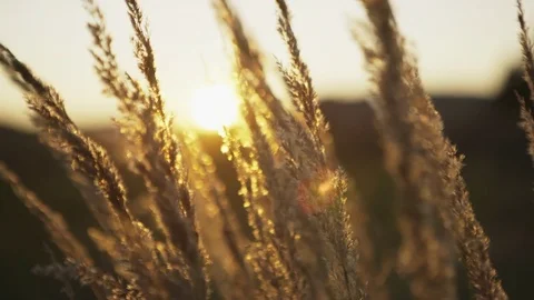 Wild grass in nature on a sunset background. On a meadow grass lit in golden Stock-Footage 80349879