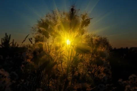 Wild grass in nature on a sunset background Stock Photos