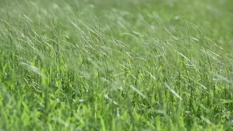 Wild grass for natures concept Stock Footage 80068753