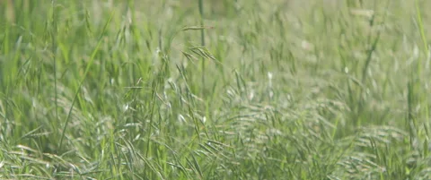 Wild grass oat on the wind shallow DOF 5.7K scope video Stock Footage 312198455