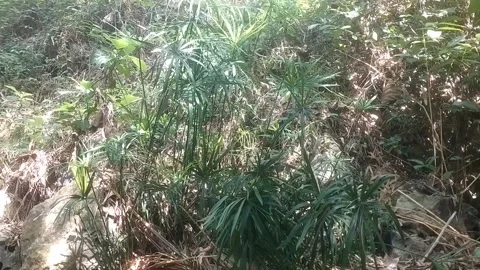 Wild grass is overgrown Stockbeeldmateriaal 334662958