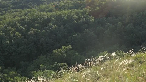 Wild grass overlooking forest waves in the wind Stock Footage 77774774