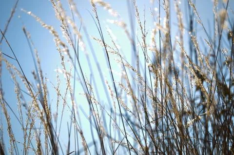 Wild grass 스톡 사진