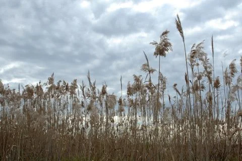 Wild grass Foto stock