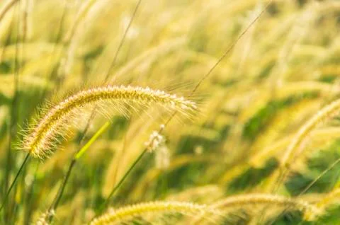 Wild grass Stock Photos