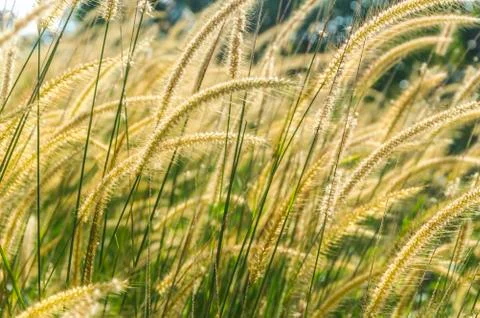 Wild grass Stock Photos