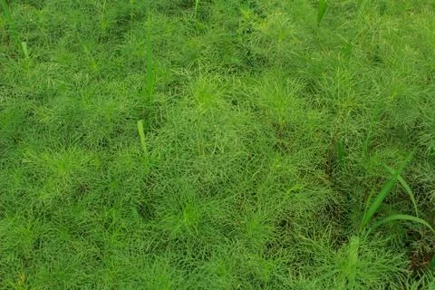 Wild grass Stock Photos