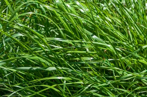 Wild grass 스톡 사진