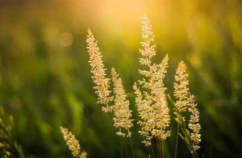Wild grass Stock Photos