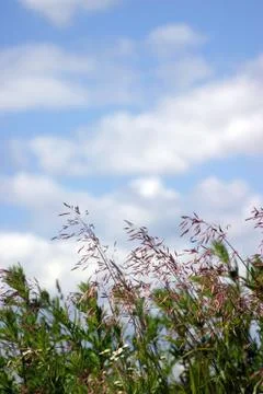 Wild grass Stock Photos