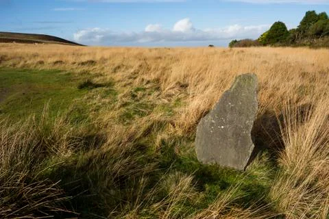 Wild grass Stock Photos