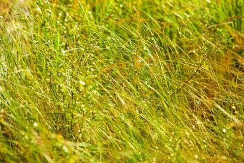 Wild grass Stock Photos