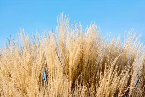 Wild grass Stock Photos