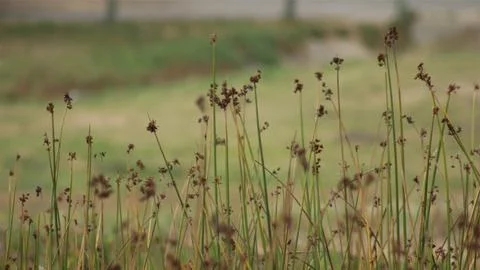Wild Grass 스톡 사진