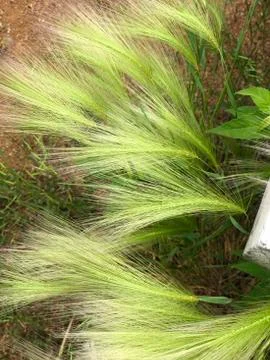 Wild Grass 写真素材