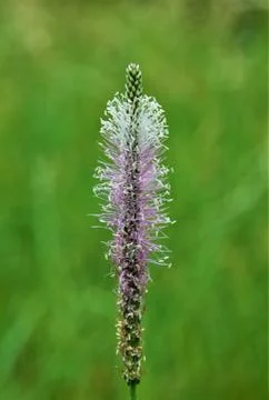 Wild grass Stock Photos
