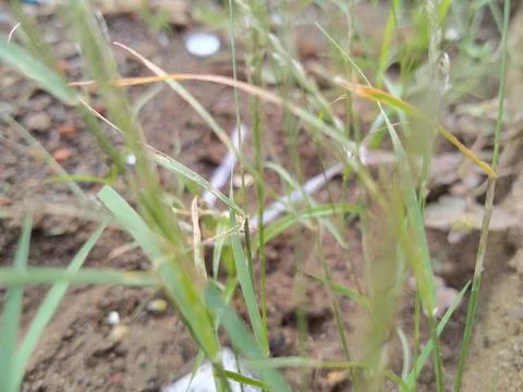 Wild grass Stock-Fotos