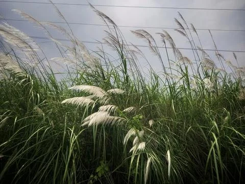 Wild grass Foto stock