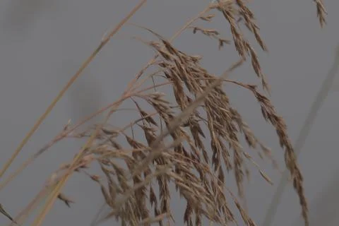 Wild grass Stock Photos