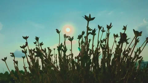 Wild Grass Plants and Sun in Backlight at Sunset Vídeos de archivo 342061131