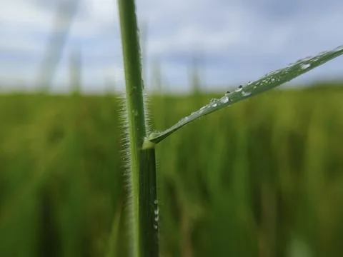 Wild grass plants Stock Photos
