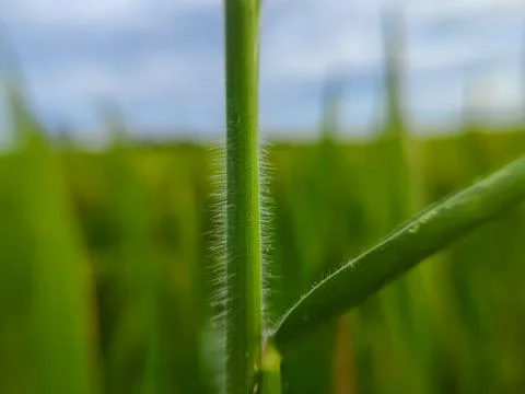 Wild grass plants Stock Photos