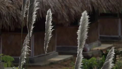 Wild Grass Plumes in Focus with Rustic Thatched Huts Background Stock Footage 329840774