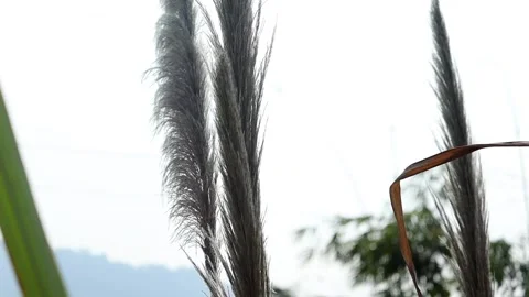 Wild grass plumes with mountain background Stock Footage 329175801