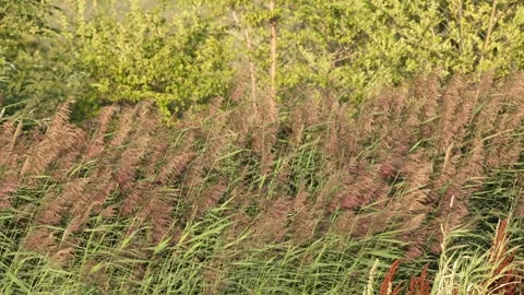 Wild grass reeds blowing in the wind Stock Footage 344877393